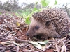 Igel Winterschlaf