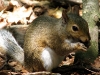 Eichhörnchen Winterruhe