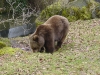 Braunbär Winterruhe