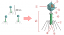 bacteriophage GNU-Lizenz für freie Dokumentation