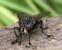 Fliege GNU-Lizenz für freie Dokumentation
