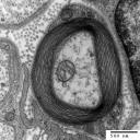 Myelin GNU-Lizenz für freie Dokumentation