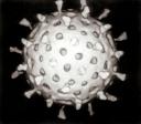Virus GNU-Lizenz für freie Dokumentation