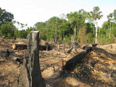Brandrodung von einem Waldstück