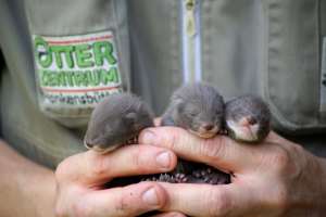 Das Otter-Zentrum Hankensbüttel beteiligt sich an der Erhaltungszucht des vom Aussterben bedrohten europäischen Nerzes. Foto: djd/OTTER-ZENTRUM