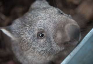 Deshalb verschwand Australiens Megafauna