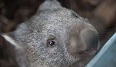 Deshalb verschwand Australiens Megafauna