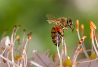 Bio hilft Technologien: Bienen inspirieren Kamerahersteller