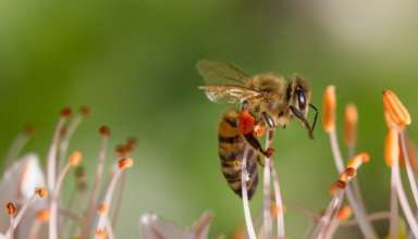 Bio hilft Technologien: Bienen inspirieren Kamerahersteller