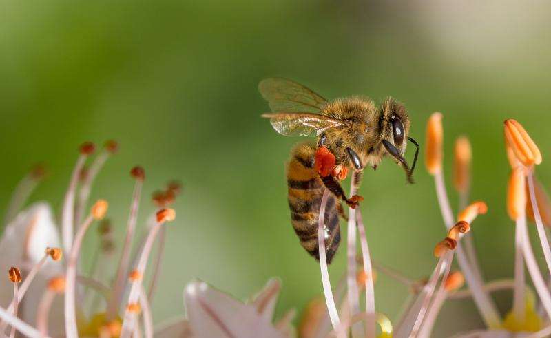 Bio hilft Technologien: Bienen inspirieren Kamerahersteller