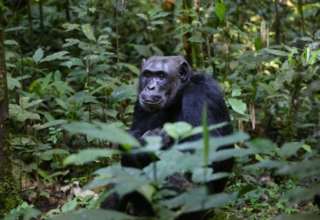 Riskantes Unterfangen: Schimpansen-Patrouille