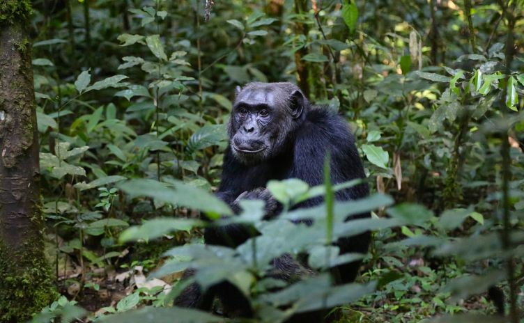 Riskantes Unterfangen: Schimpansen-Patrouille